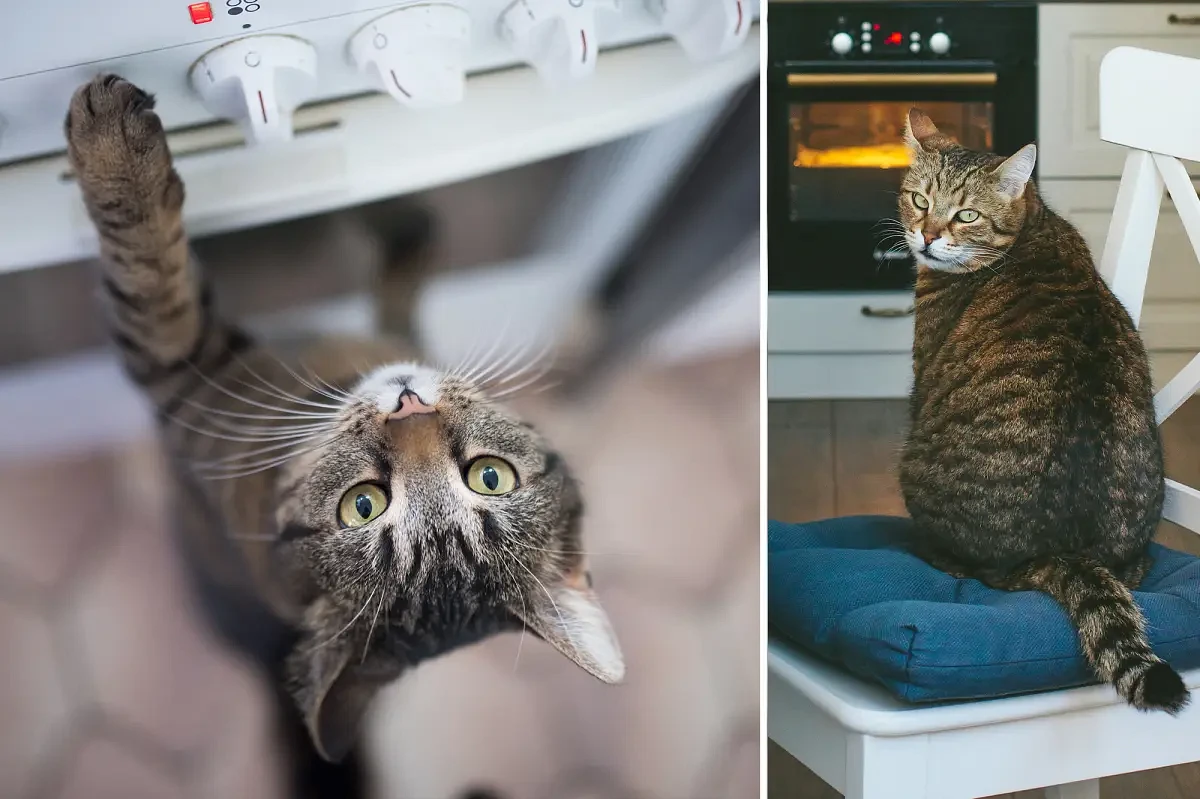 Cats cause hundreds of house fires and injuries by turning on stoves
