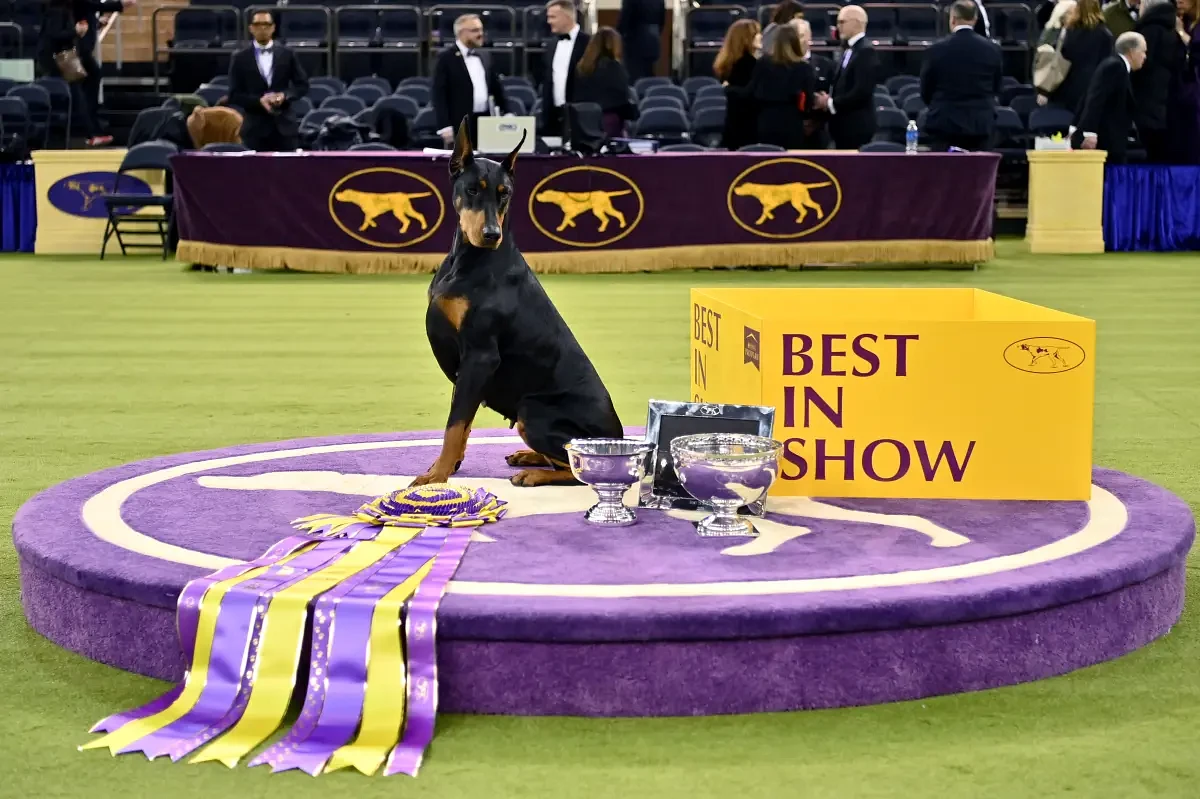 Owners of Westminster-winning Doberman pinscher Penny dish on their 'diva' dog's antics: 'She just switches it on'