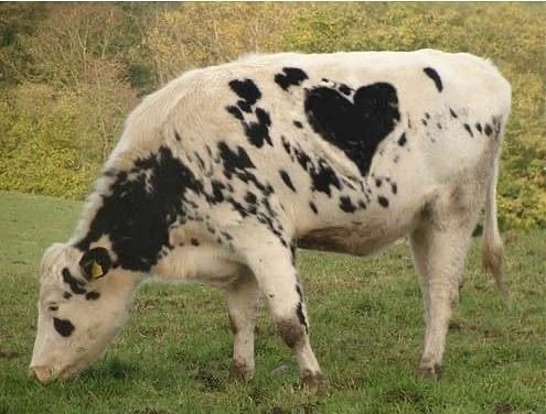 Moo banner