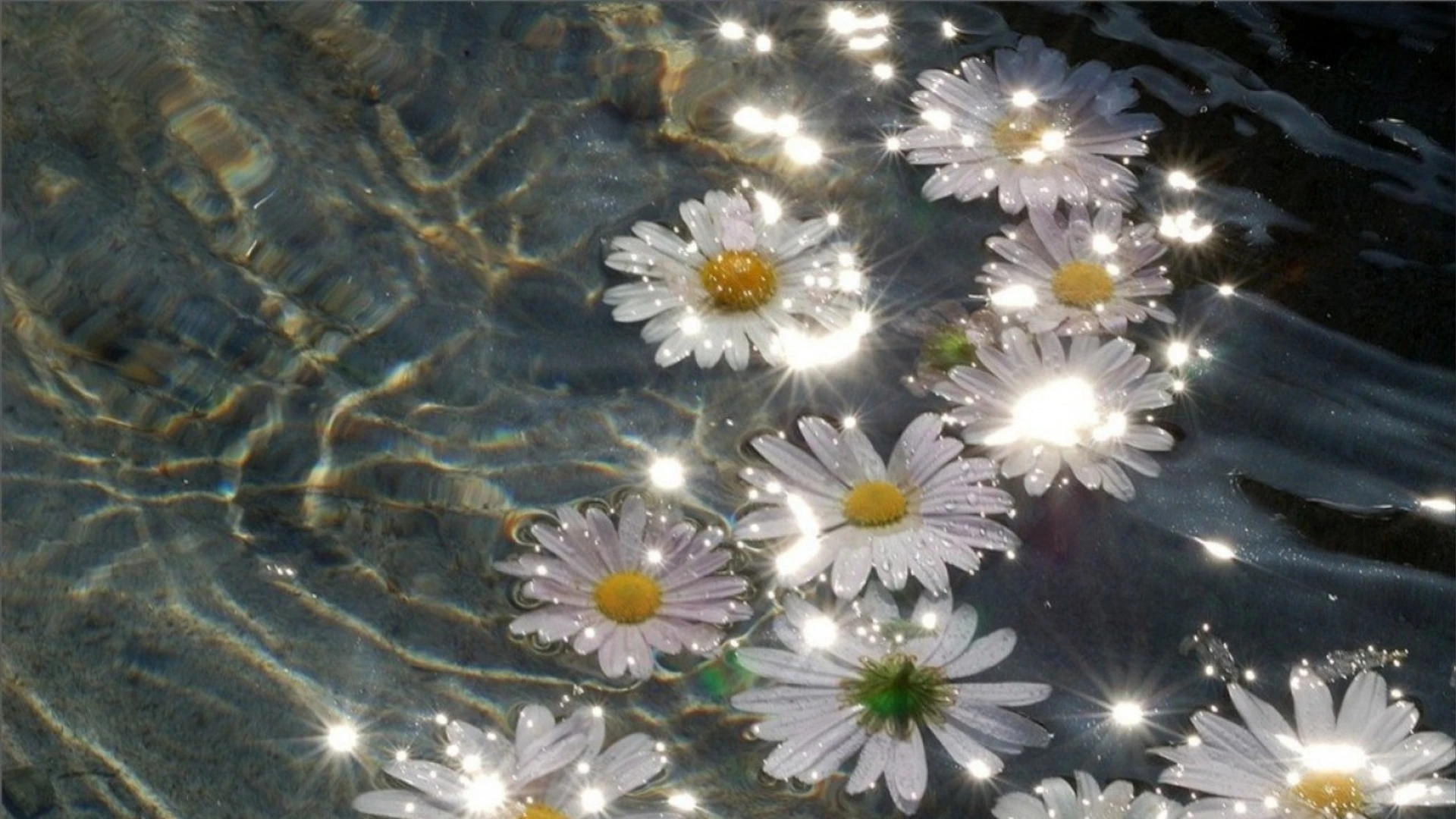Daisy❁Destin banner