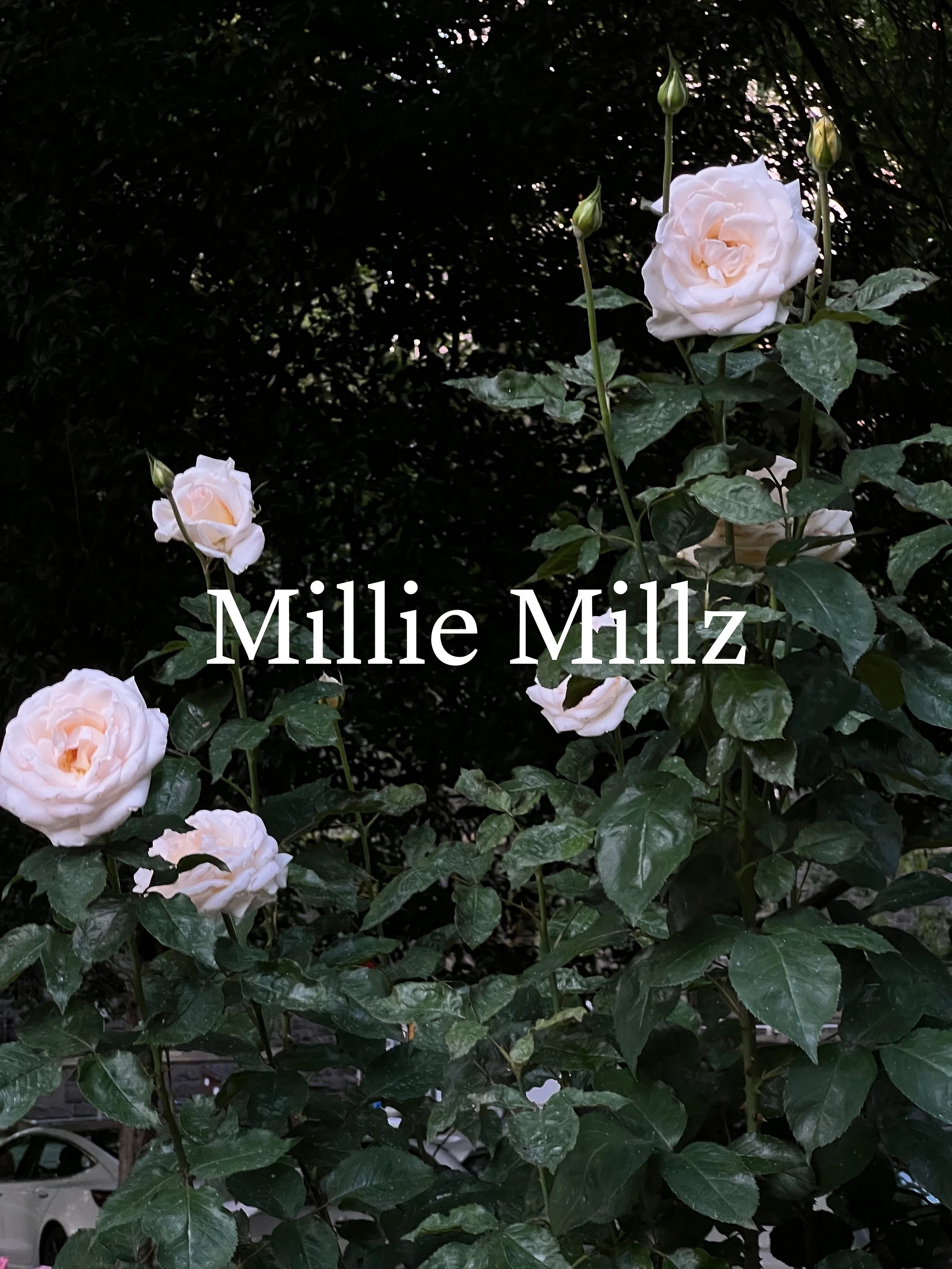 Millz πΌπ»π€ banner