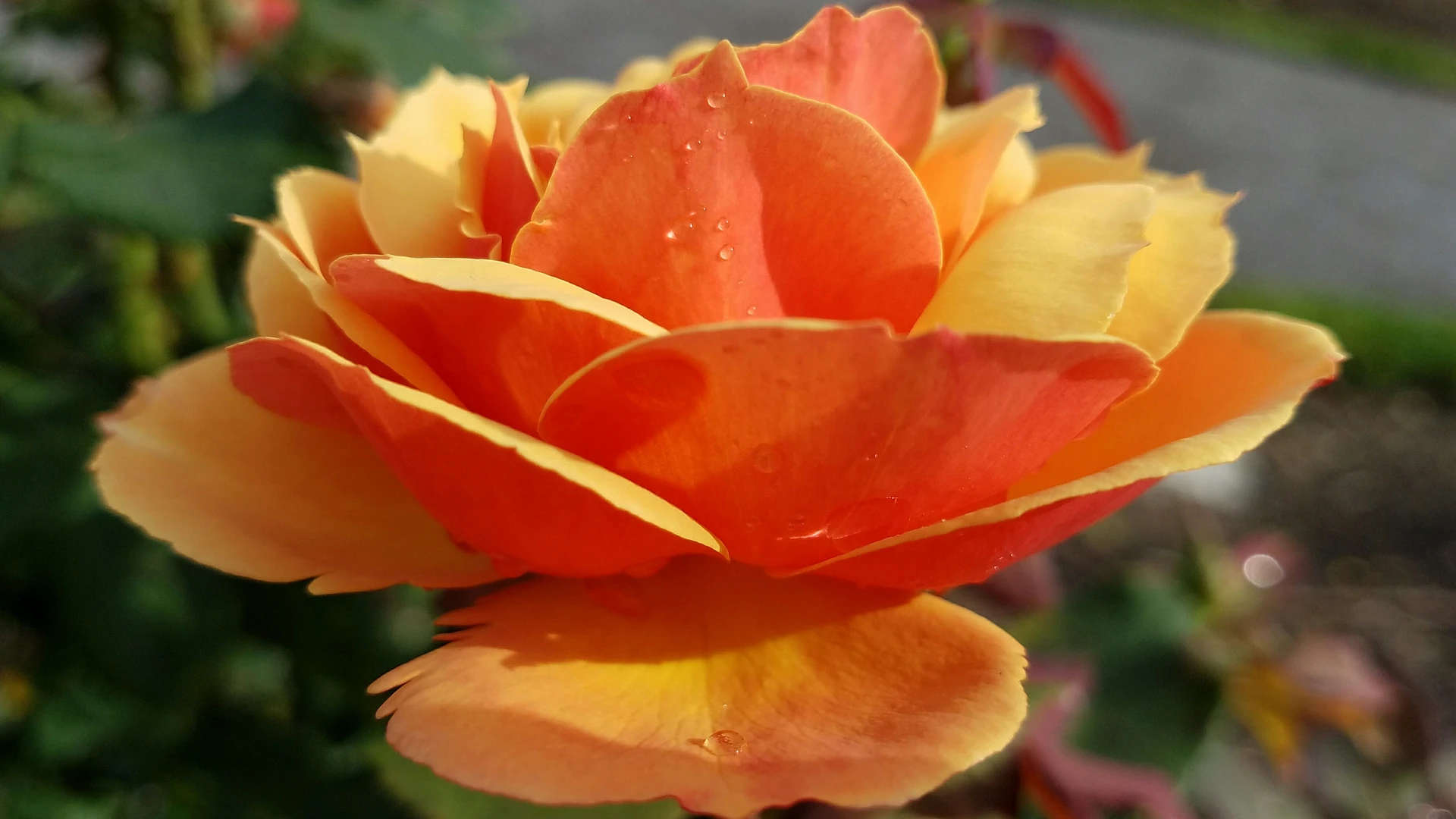 Rosi Blossom banner