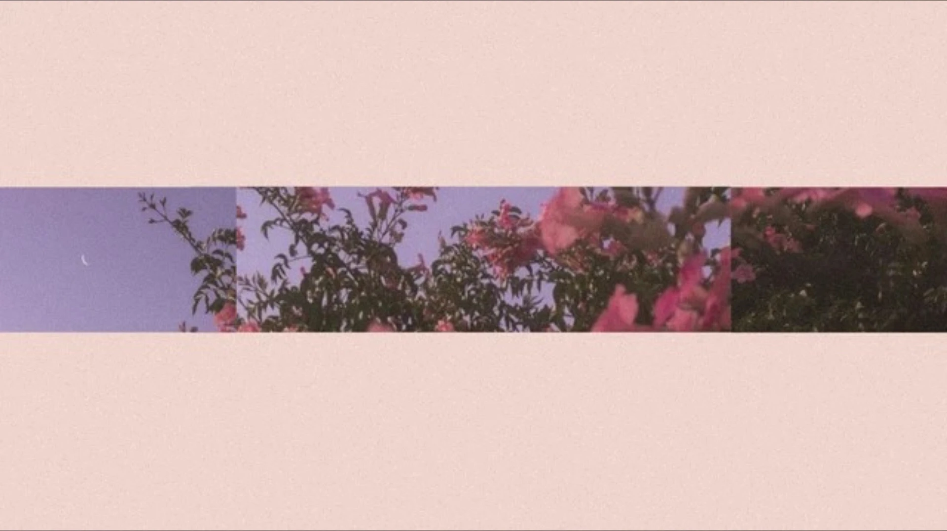 Sasha King 👑 banner