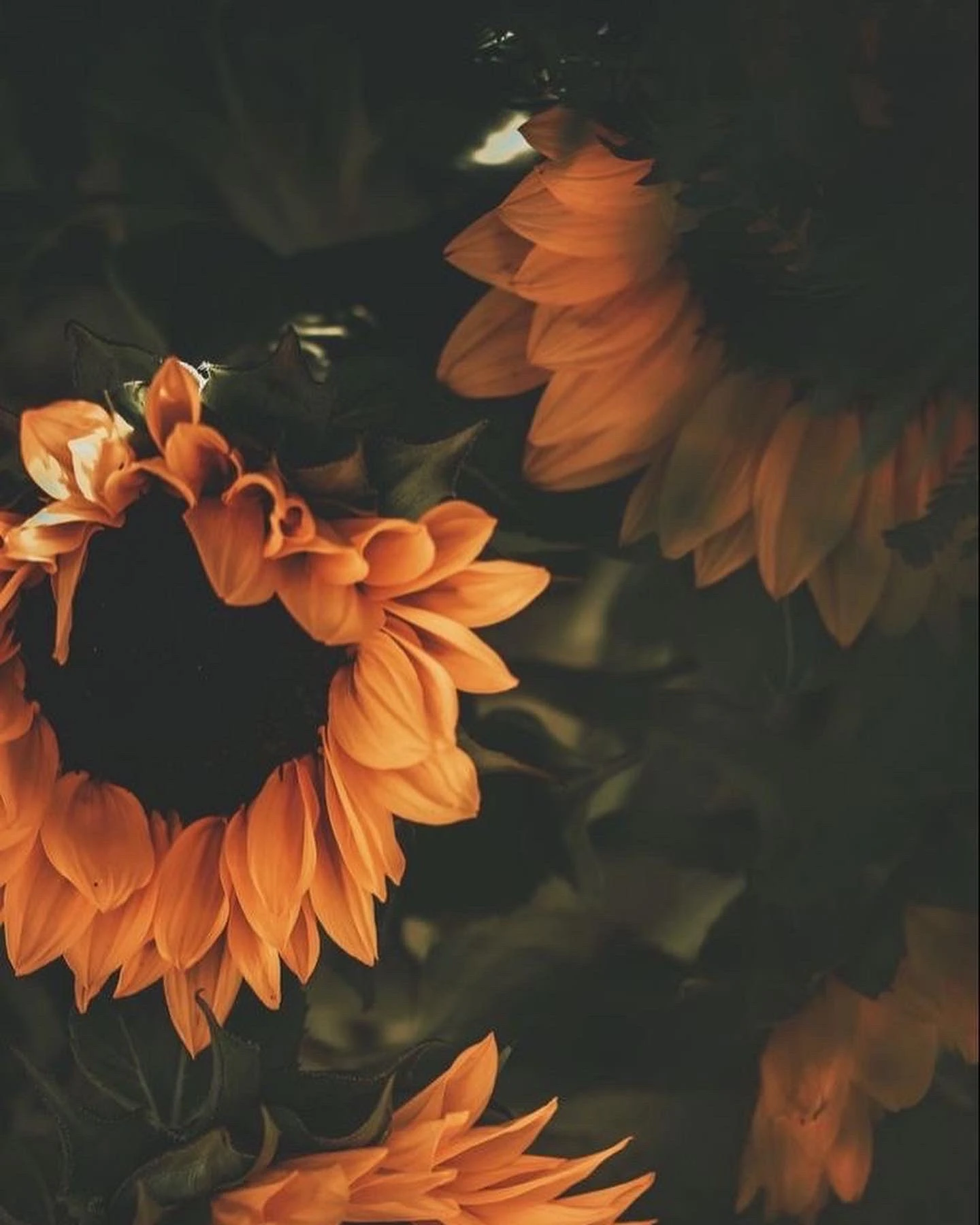 Shy banner