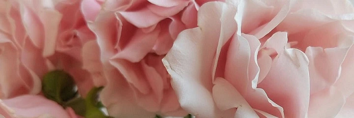 Wren Rhubarb 🍓 banner